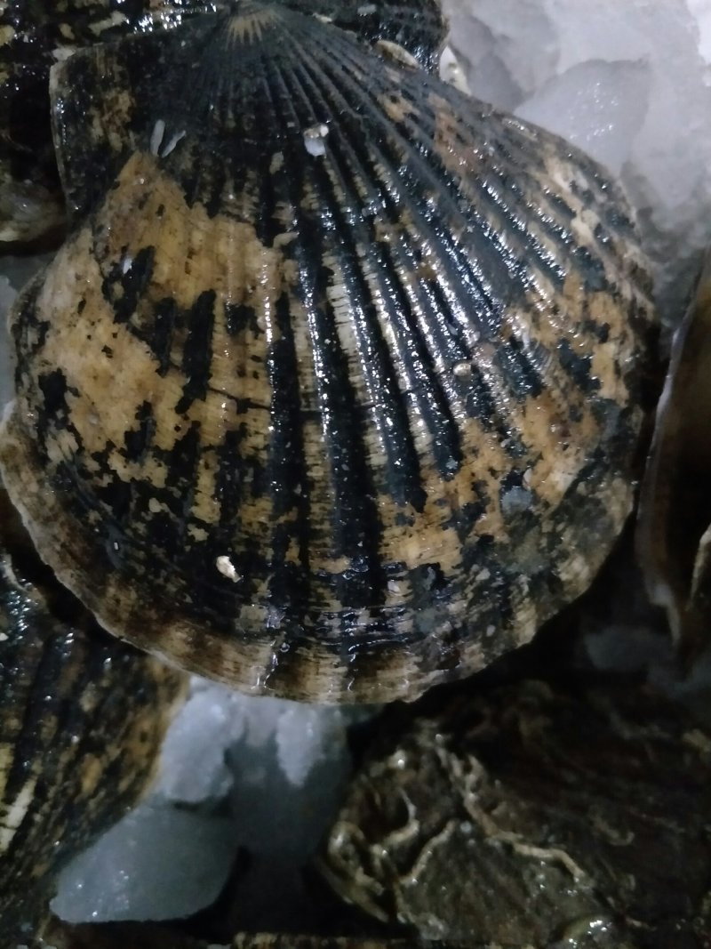 大扇贝扇贝鲜活带壳海鲜水产新鲜扇贝肉扇贝批发贝类烧烤专用