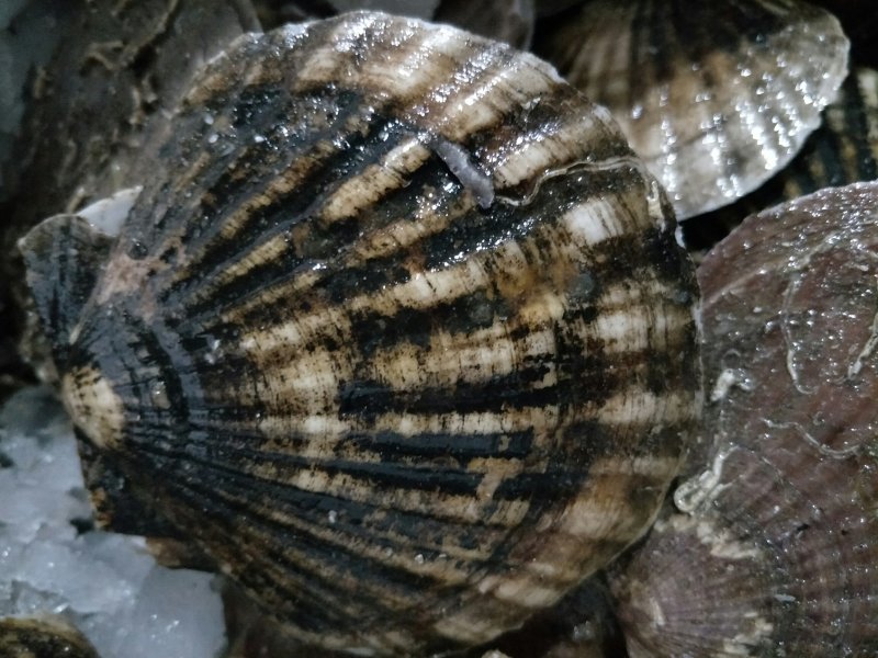 大扇贝扇贝鲜活带壳海鲜水产新鲜扇贝肉扇贝批发贝类烧烤专用