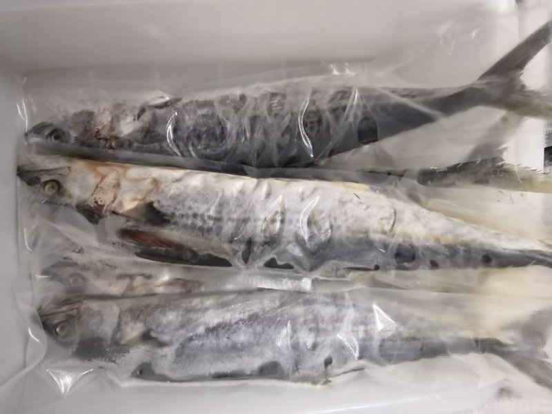 各种带鱼，黄花鱼，鲳鱼，鲈鱼，北极虾，