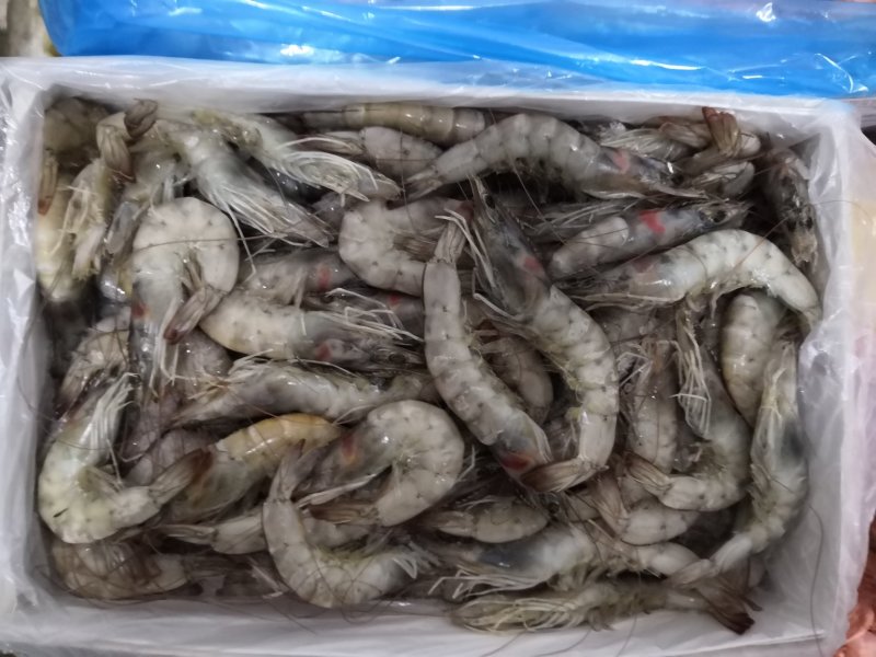 各种带鱼，黄花鱼，鲳鱼，鲈鱼，北极虾，