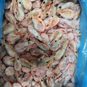 各种带鱼，黄花鱼，鲳鱼，鲈鱼，北极虾，