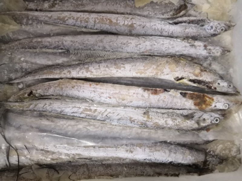各种带鱼，黄花鱼，鲳鱼，鲈鱼，北极虾，