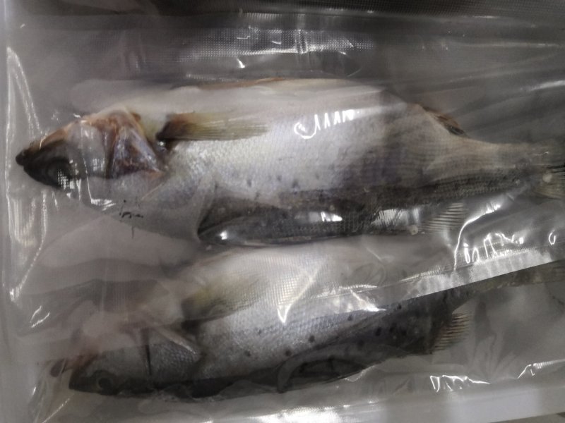 各种带鱼，黄花鱼，鲳鱼，鲈鱼，北极虾，