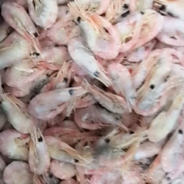 北极虾