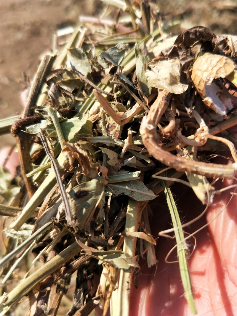 花生秧两次除土，全年供货
