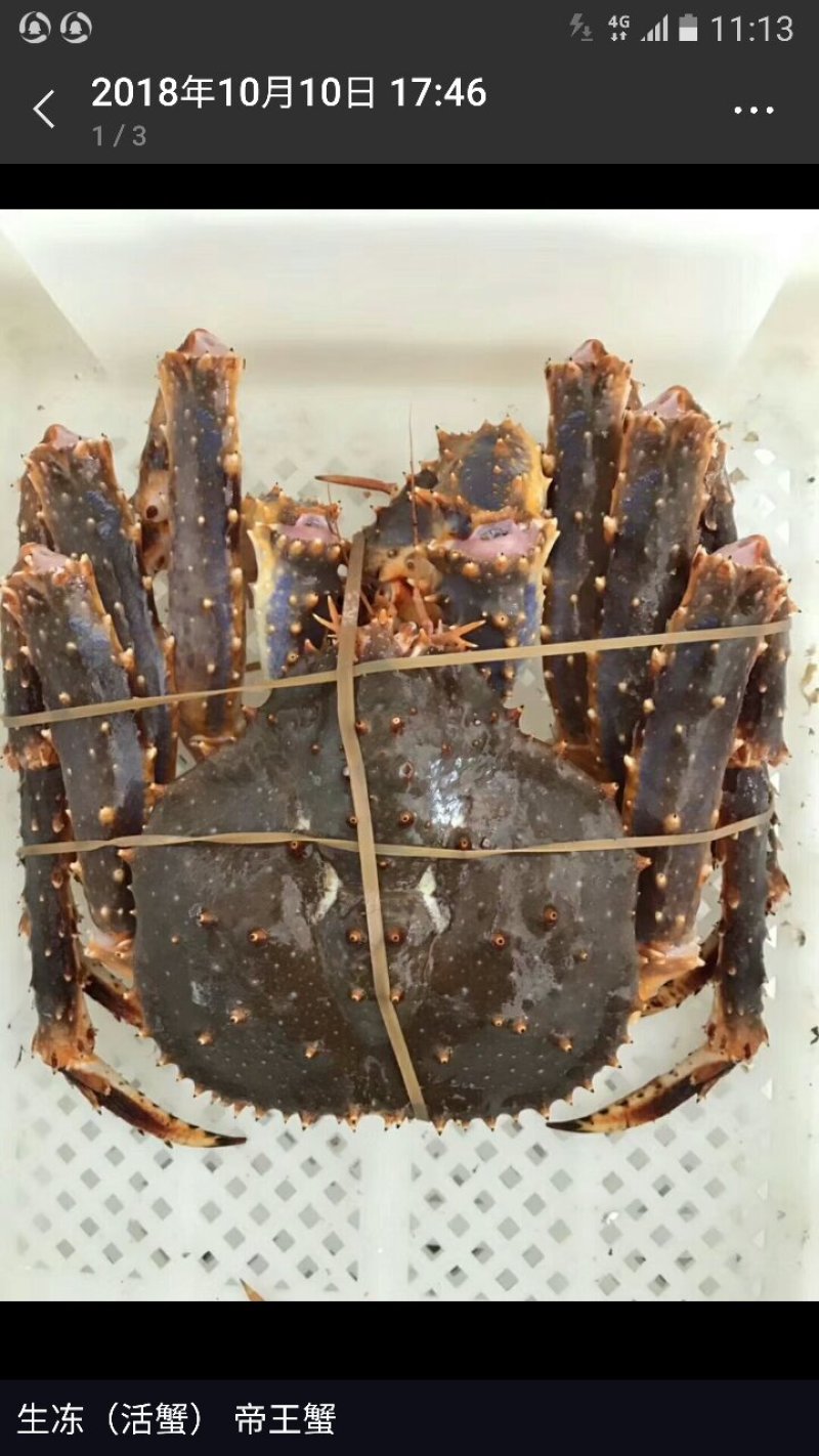 帝王蟹
