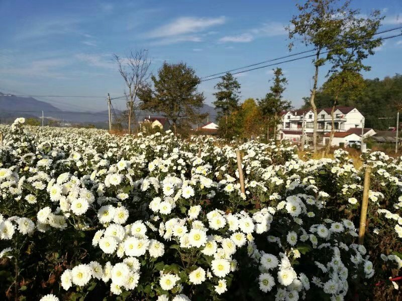 优质黄山贡菊