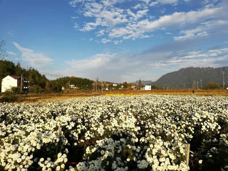 优质黄山贡菊
