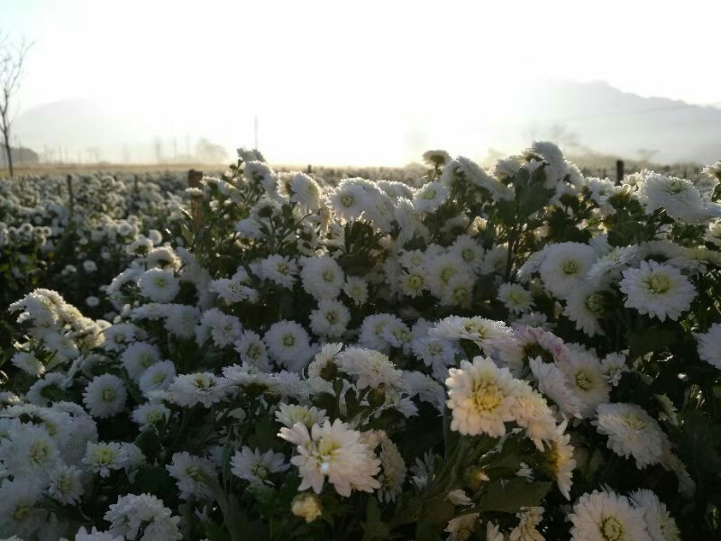 优质黄山贡菊