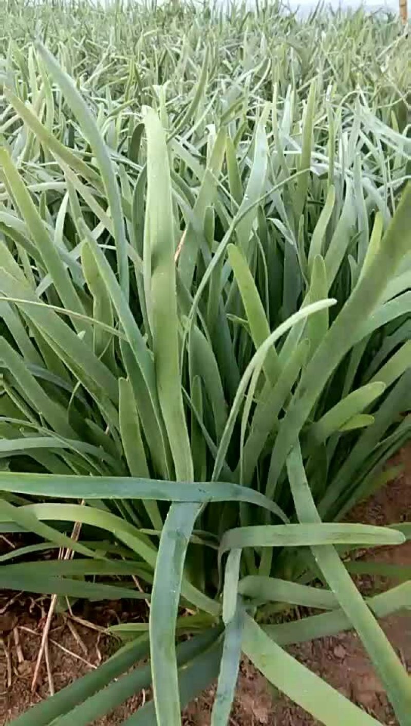 万亩韭菜种植基地欢迎您