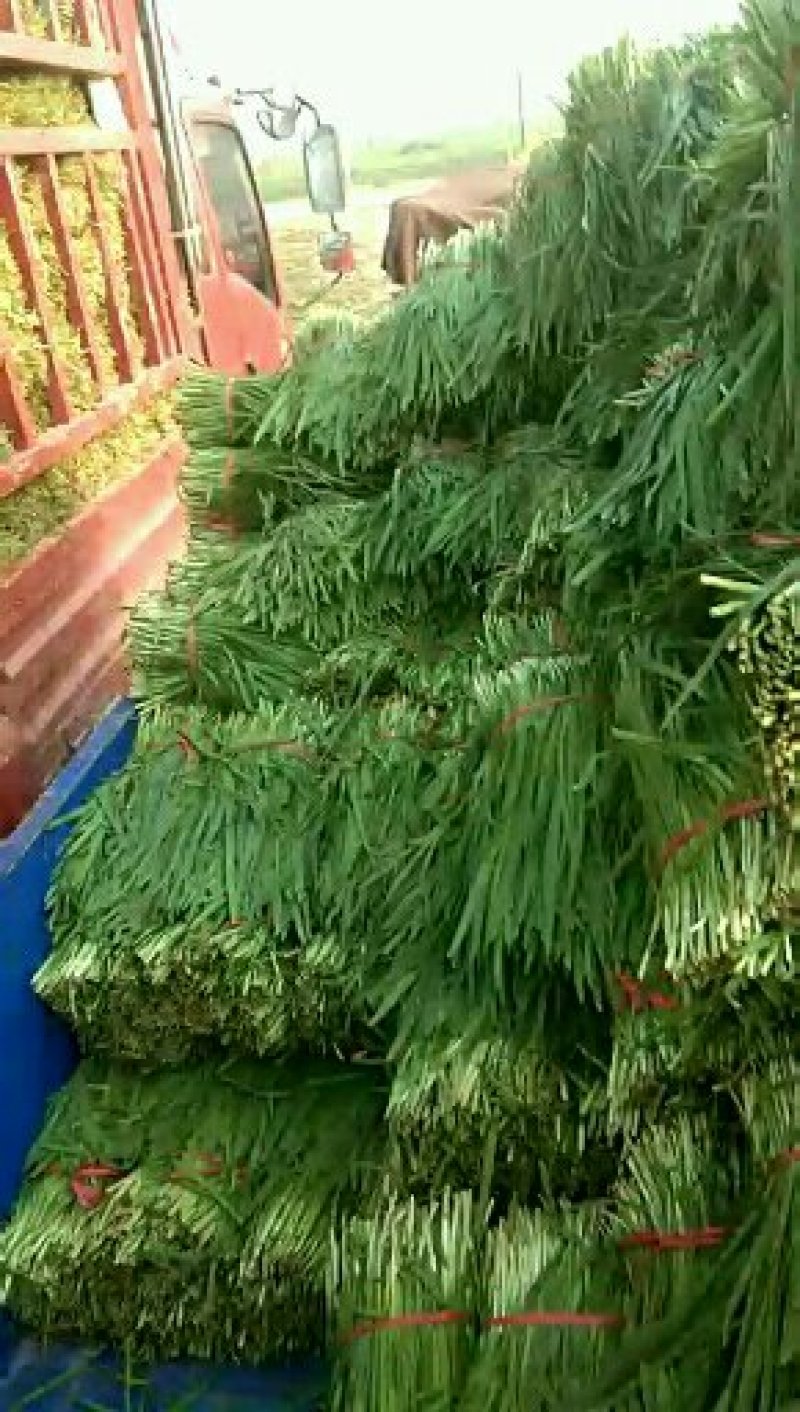 万亩韭菜种植基地欢迎您