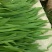 万亩韭菜种植基地欢迎您