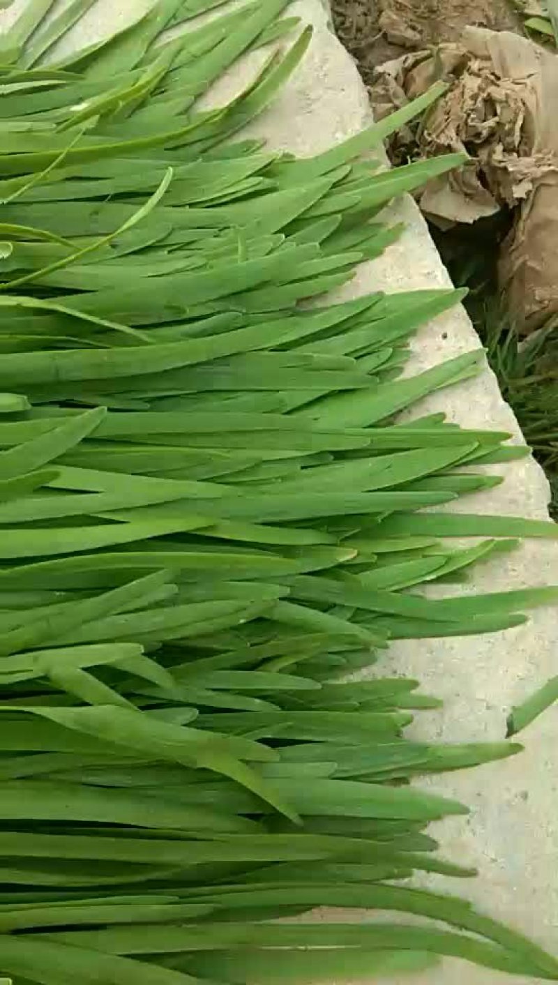 万亩韭菜种植基地欢迎您