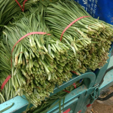 万亩韭菜种植基地欢迎您