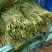 万亩韭菜种植基地欢迎您