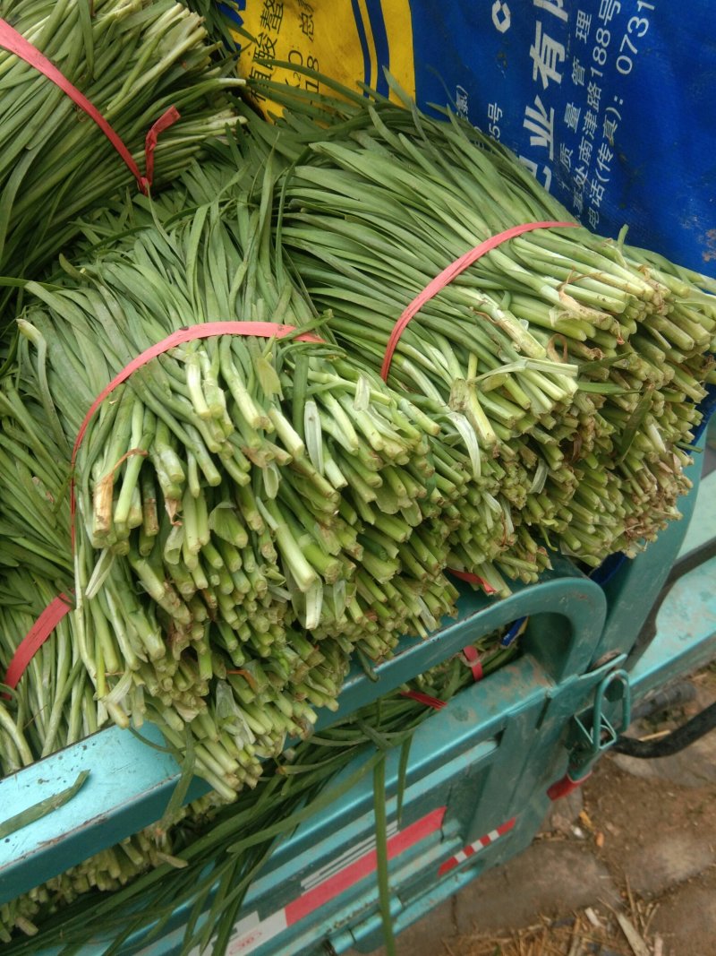 万亩韭菜种植基地欢迎您