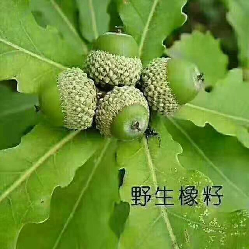 大别山高山特产野橡子干