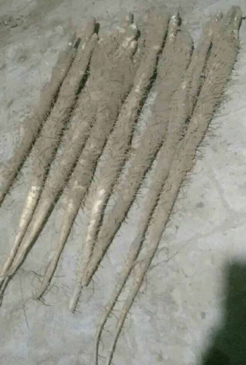编号:2小白嘴白山药{佛手}基地供应！