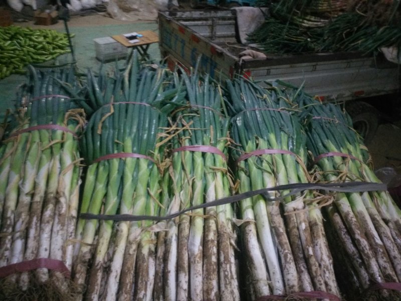 山东聊城蔬菜产地万亩冷棚大葱上市中李凯