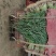 红根蒜苗产地大量供应一手货源电商可选