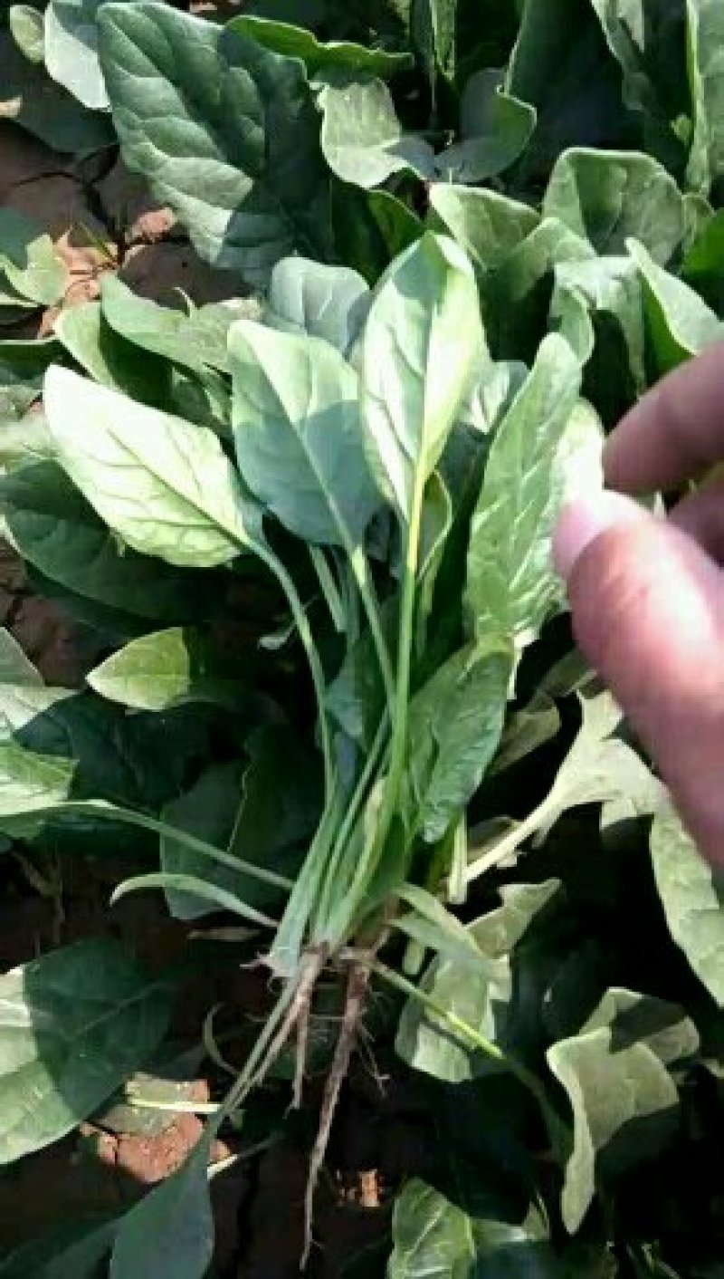 精品菠菜，按需采购和加工
