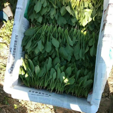 精品菠菜，按需采购和加工