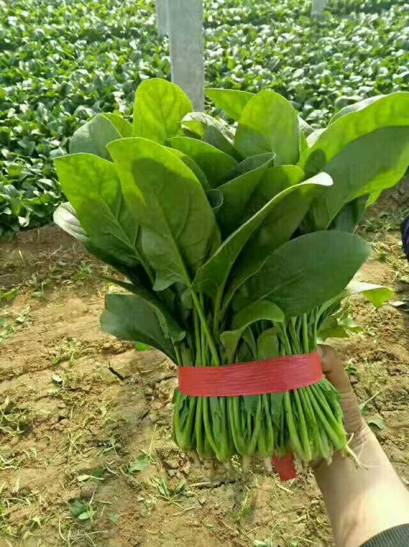 精品菠菜，按需采购和加工