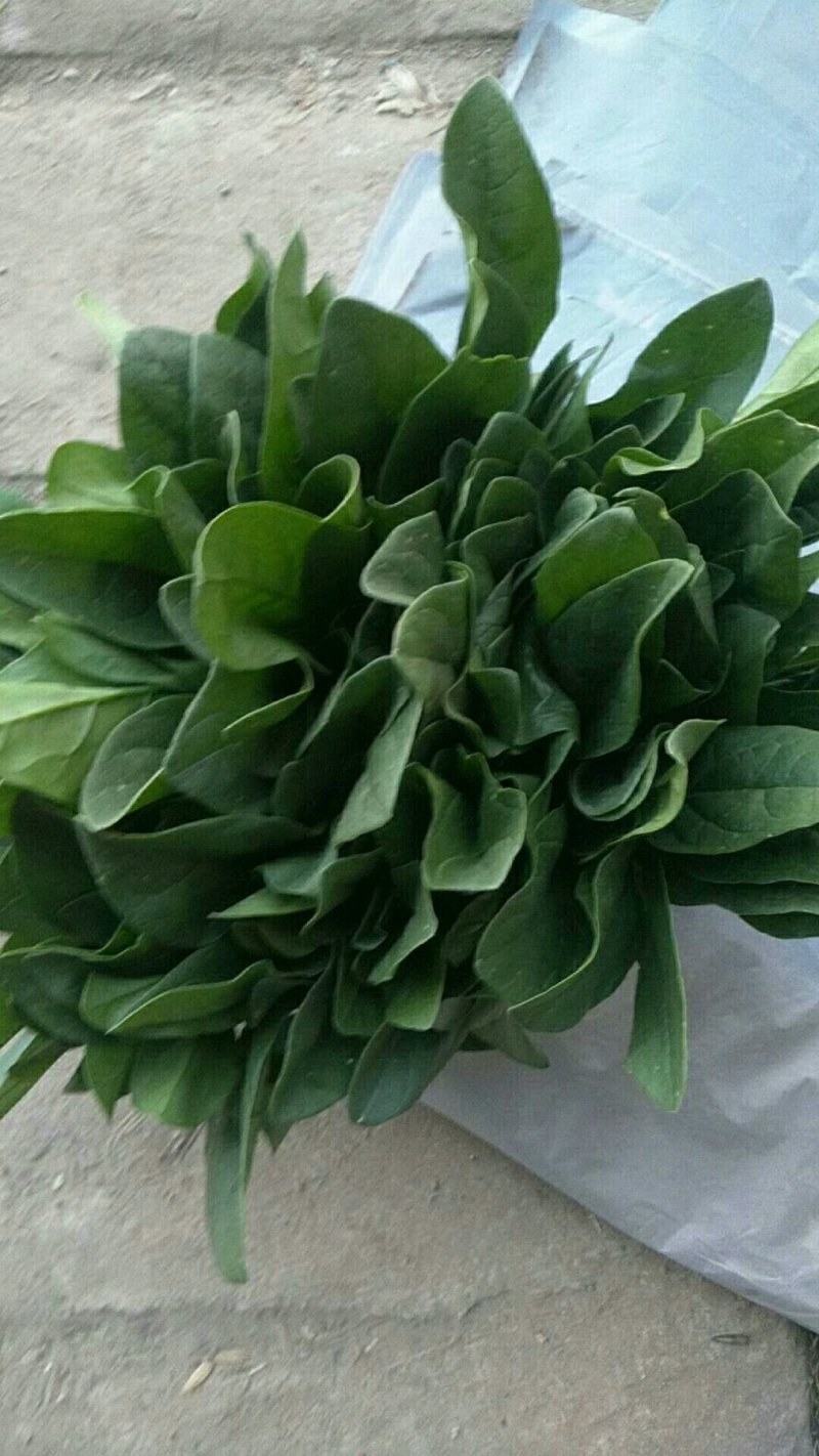 精品菠菜，按需采购和加工