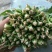 精品菠菜，按需采购和加工