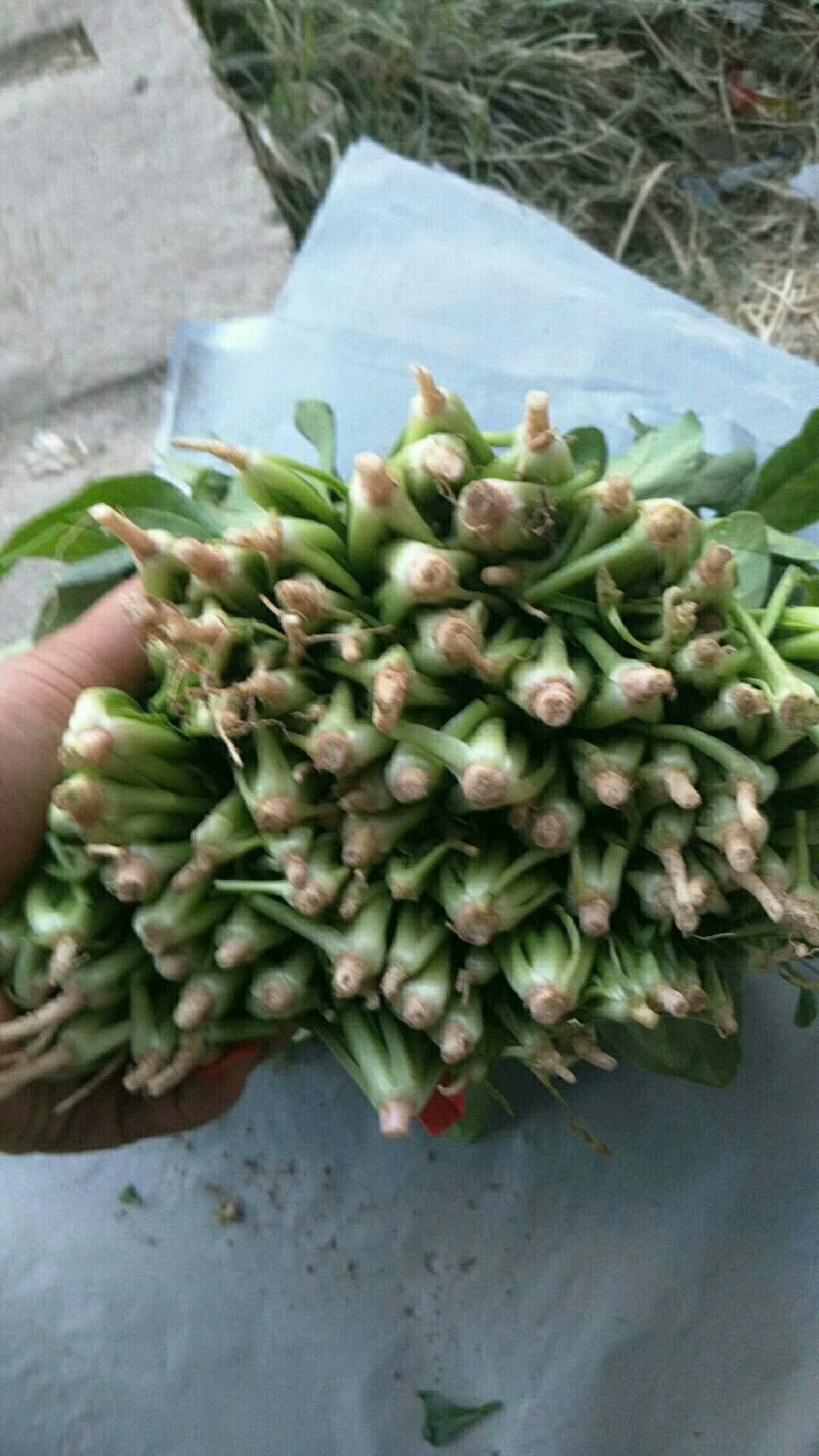 精品菠菜，按需采购和加工