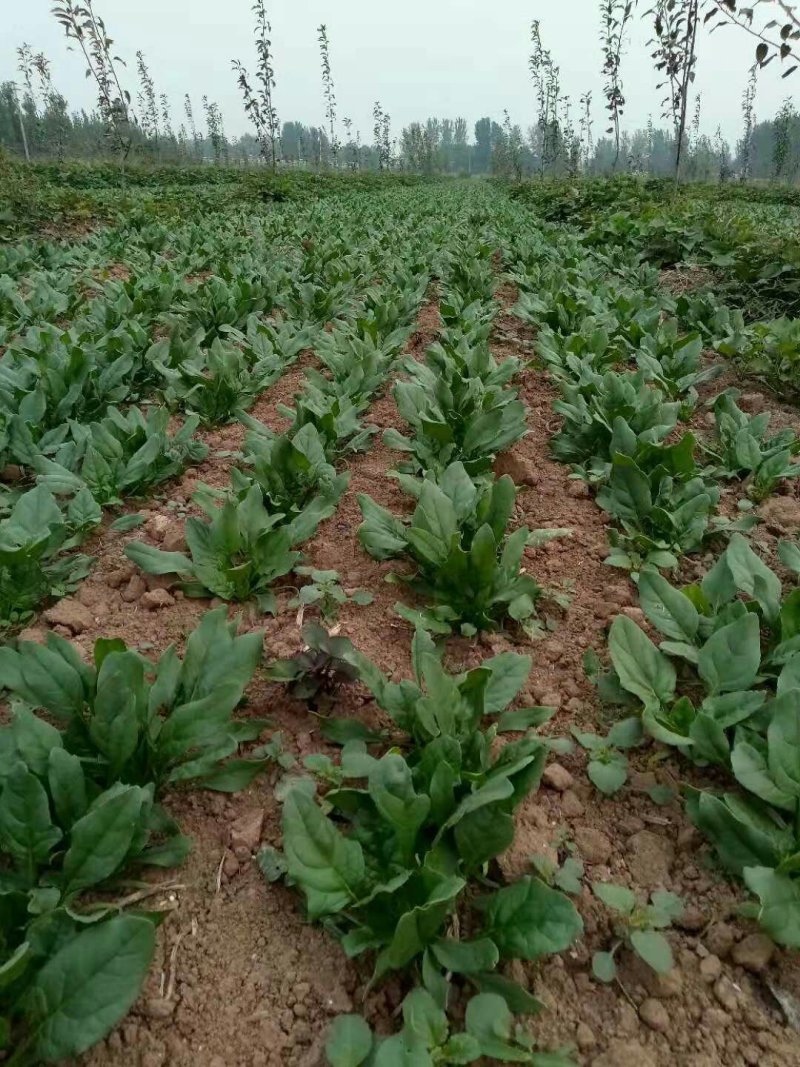 精品菠菜，按需采购和加工