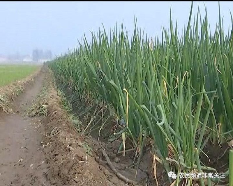 大葱