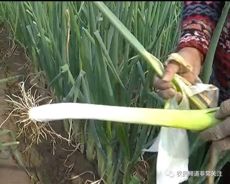 大葱