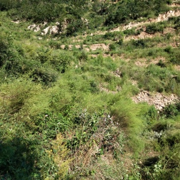 秦皇岛有两千亩山地低价转让还有49年产权适合种植养殖旅游