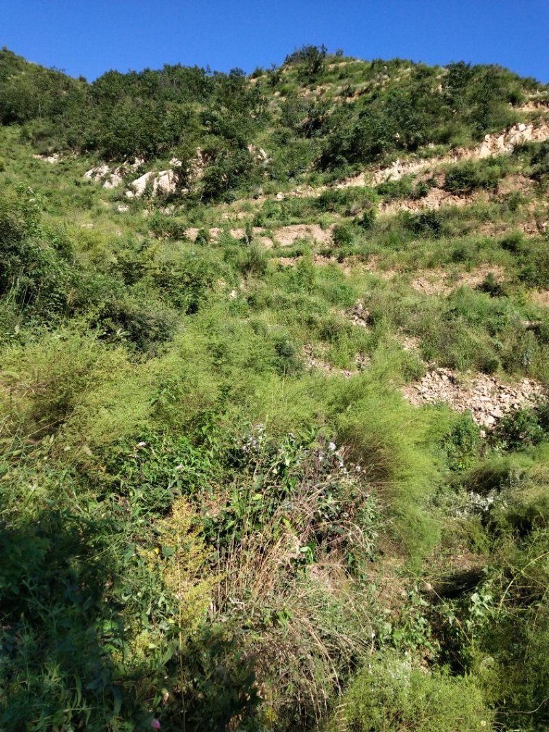 秦皇岛有两千亩山地低价转让还有49年产权适合种植养殖旅游