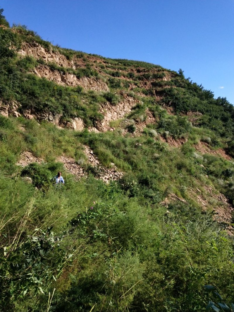 秦皇岛有两千亩山地低价转让还有49年产权适合种植养殖旅游
