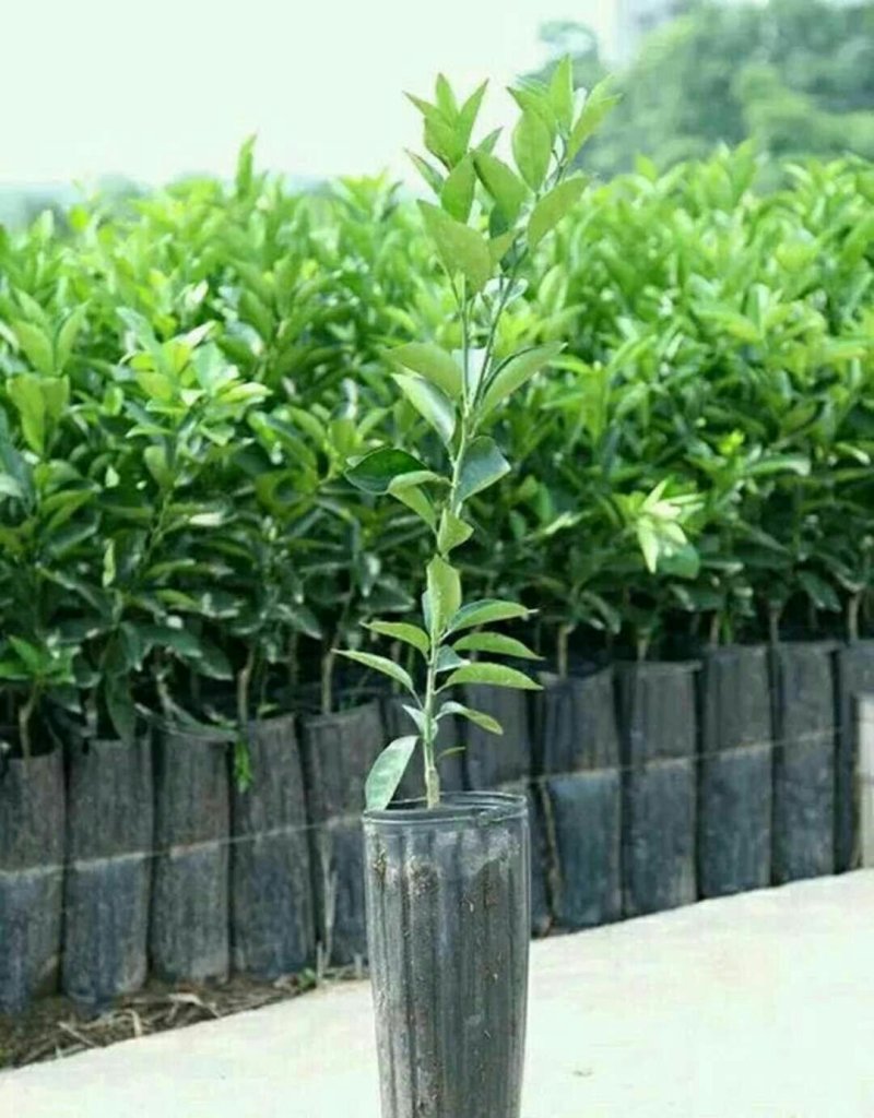 营养钵