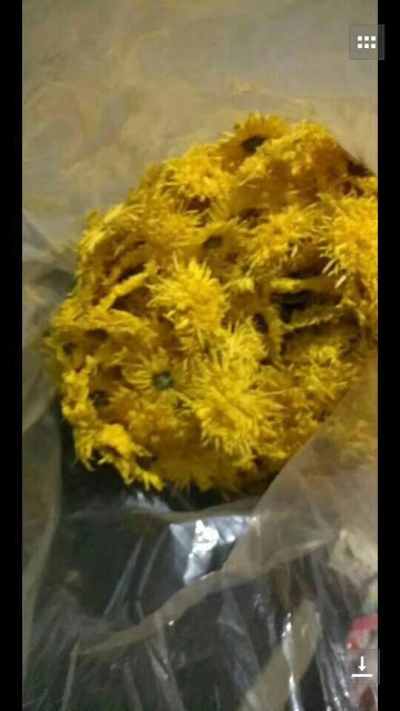 菊花茶
