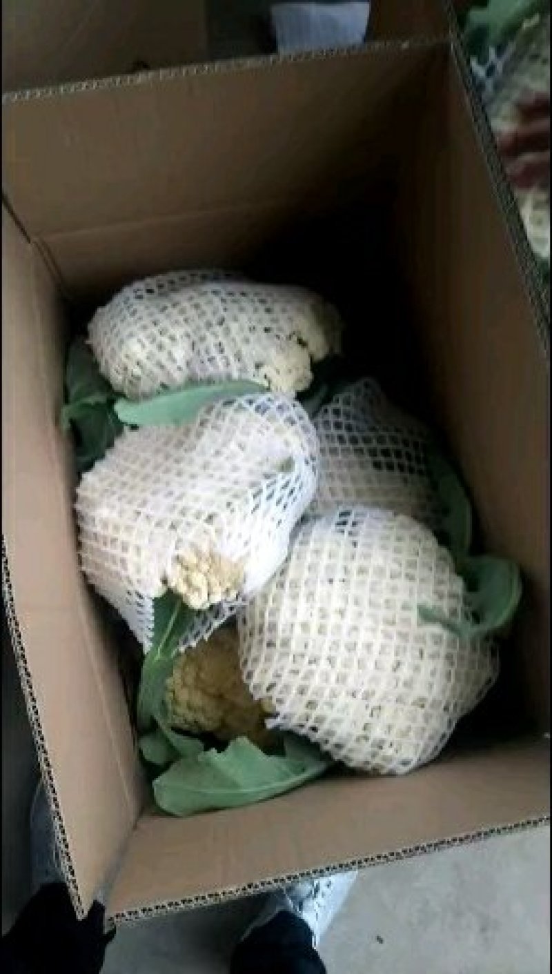 通许松花菜，万亩蔬菜基地直供，本代购团队实力雄厚，