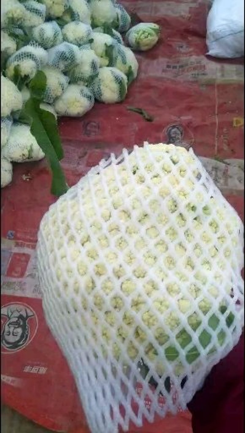 通许松花菜，万亩蔬菜基地直供，本代购团队实力雄厚，