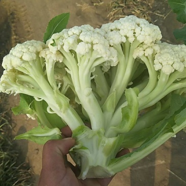 通许松花菜，万亩蔬菜基地直供，本代购团队实力雄厚，