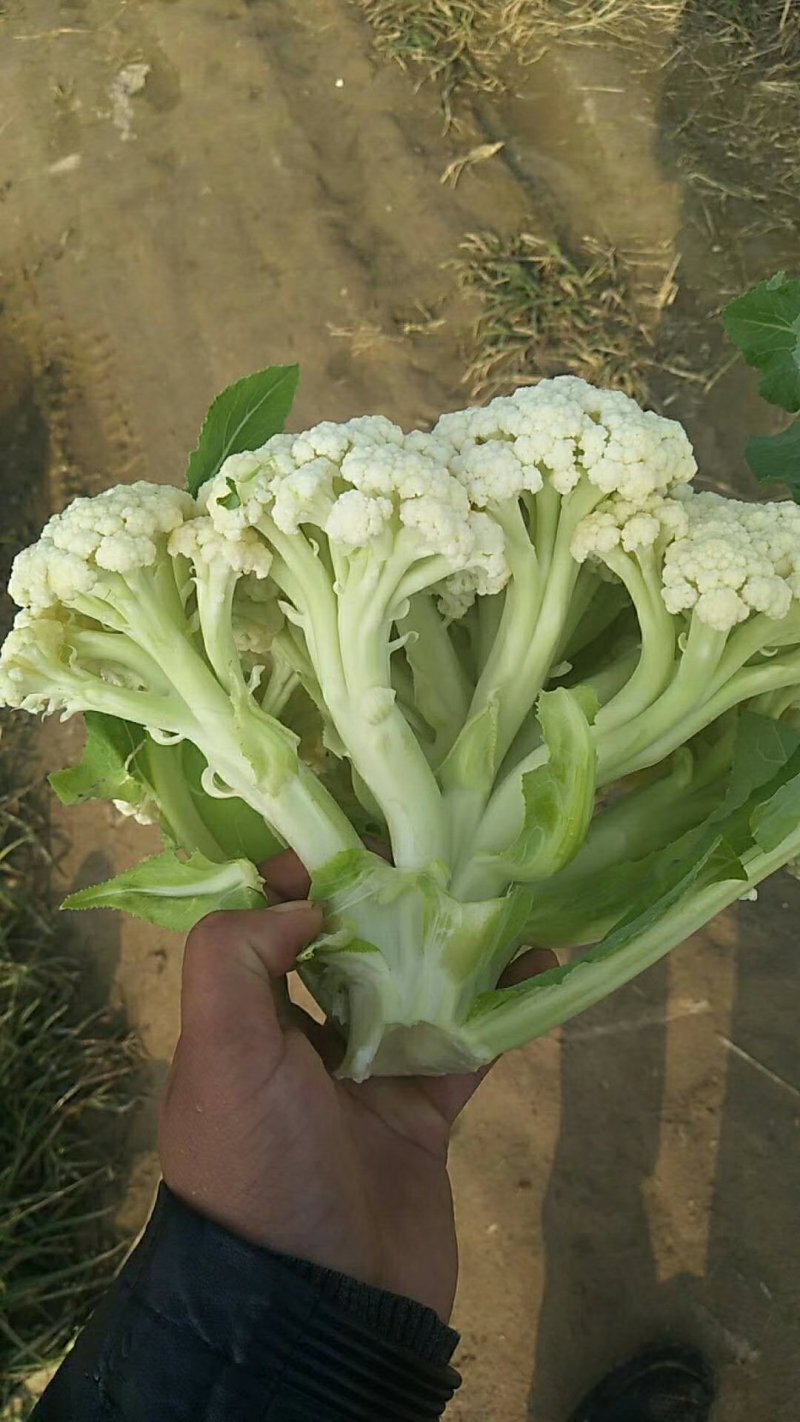 通许松花菜，万亩蔬菜基地直供，本代购团队实力雄厚，