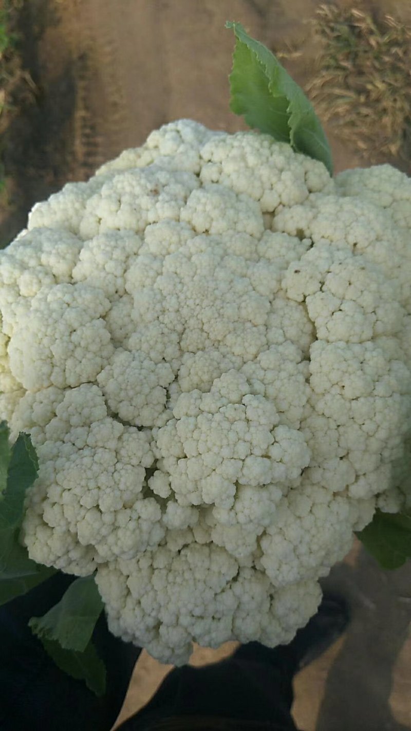 通许松花菜，万亩蔬菜基地直供，本代购团队实力雄厚，