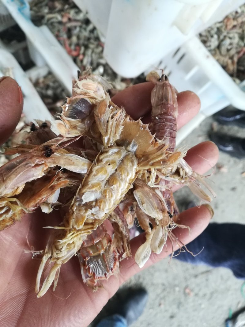 皮皮虾