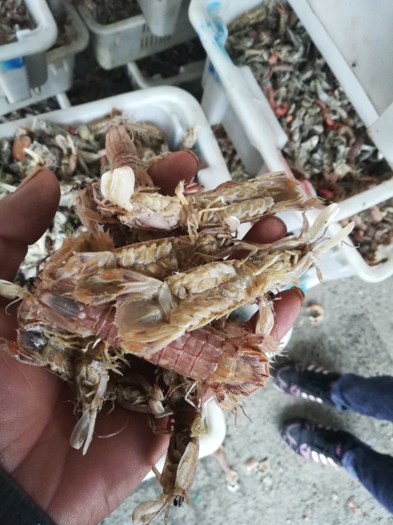 皮皮虾