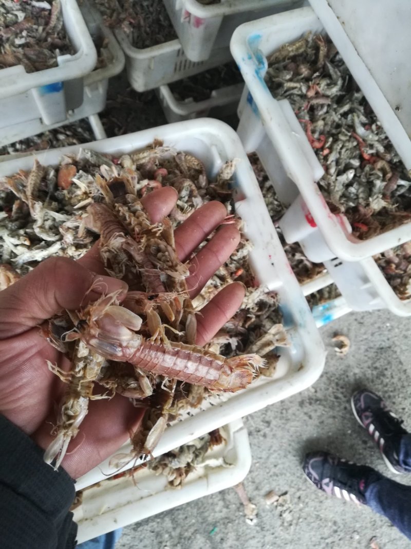 皮皮虾