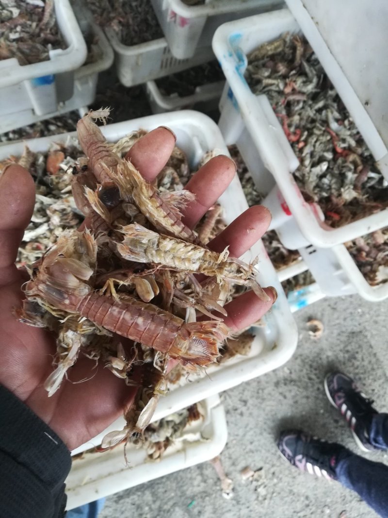 皮皮虾