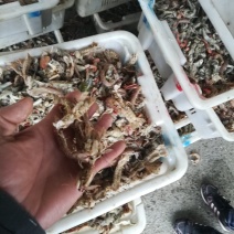 皮皮虾