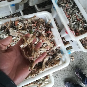 皮皮虾