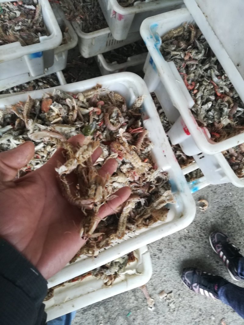 皮皮虾